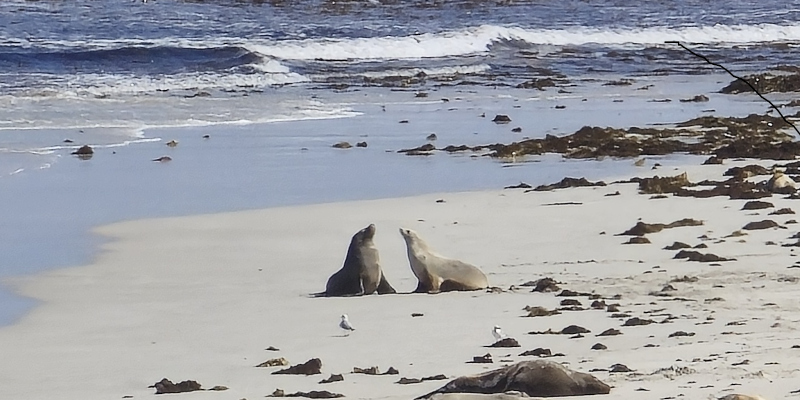 Zwei Seelöwen schauen sich gegenseitig an am Meer auf dem Sandboden. Im Hintergrund sind Wellen zu sehen.