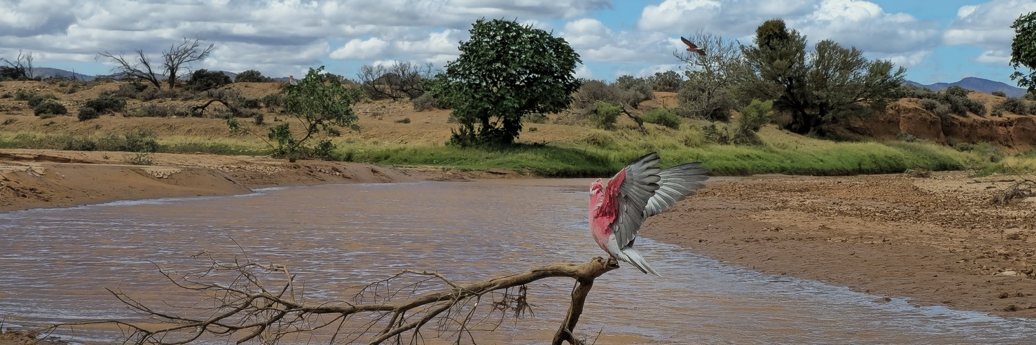 rosa farbener Vogel in Australien im Outback, auf einem Ast sitzend über einem kleinen Fluss, raue Landschaft
